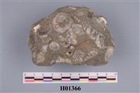 藏品(凹肚蛤)的圖片